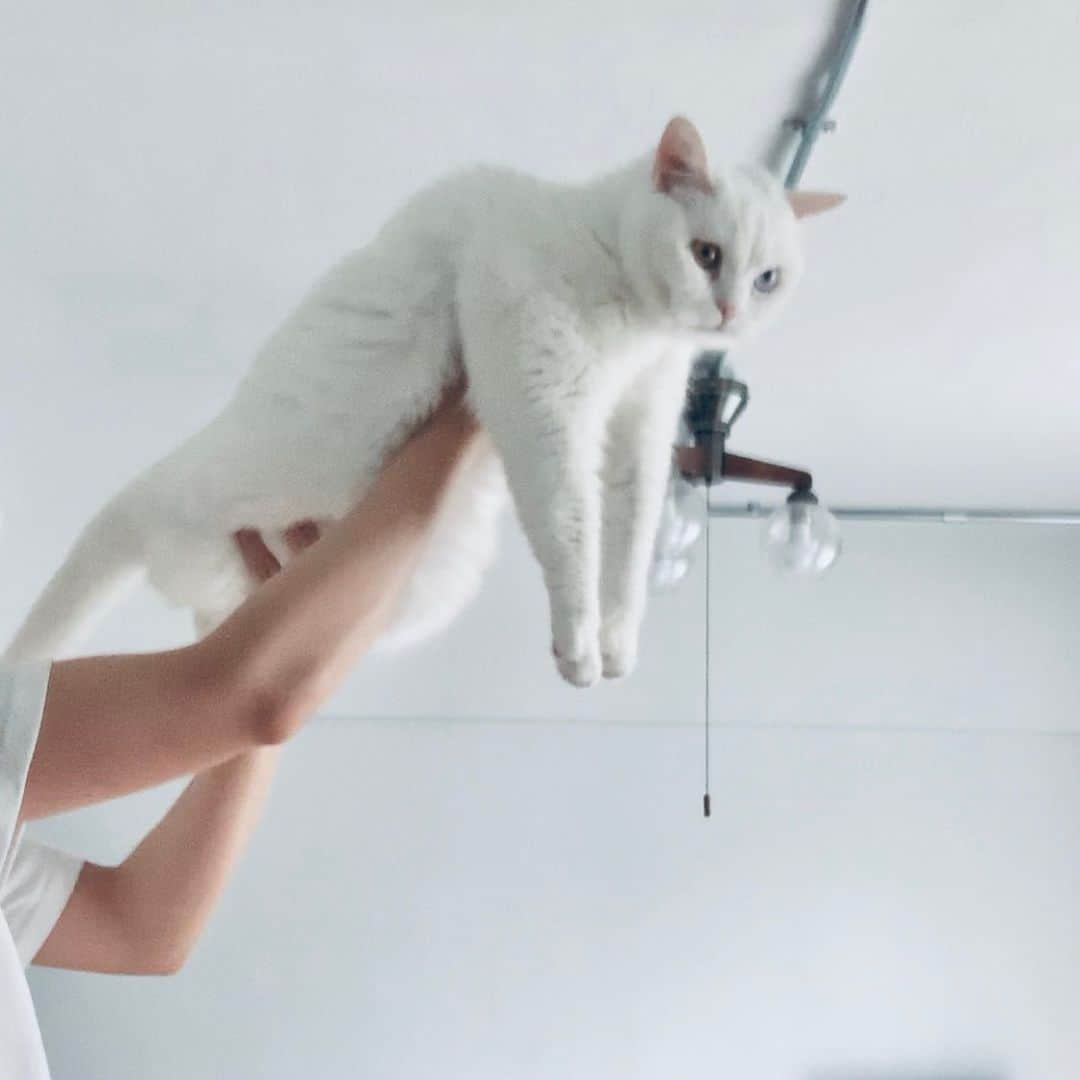 てふさんのインスタグラム写真 - (てふInstagram)「どうしても重力に逆らえない🦁 #otefucat」8月6日 21時06分 - cat_chouchou