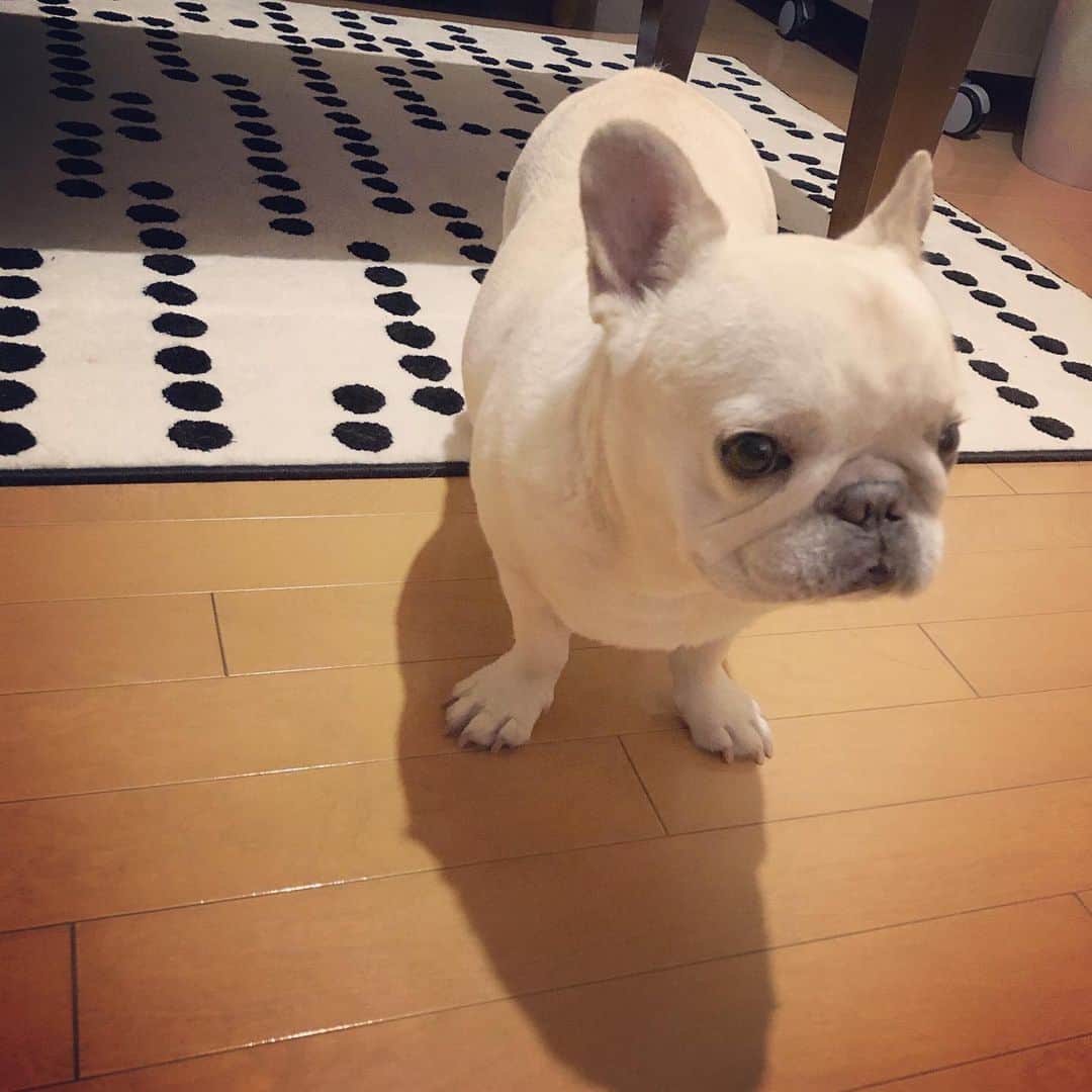 タニム（マーブル母）のインスタグラム：「* 真剣な表情をしていますが、テレビ観てるだけ（笑） ちなみにチャンネルはテレ東✨ * #テレビっ子マーちゃん  #私のアモーレ🐷❤️」