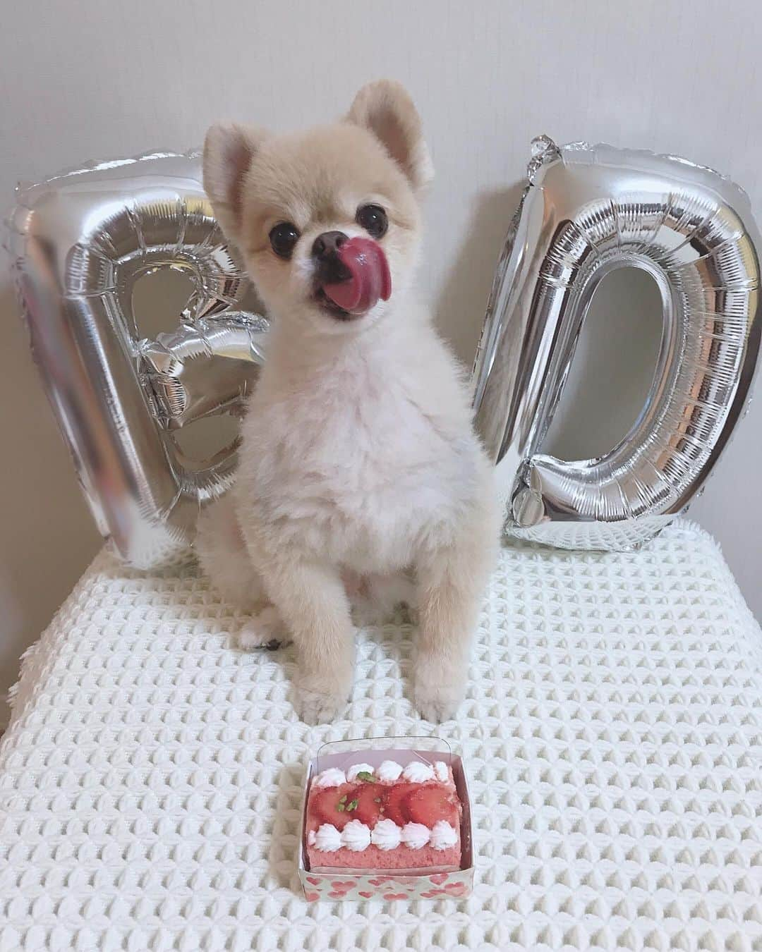 大湖せしるさんのインスタグラム写真 - (大湖せしるInstagram)「﻿ ﻿ ﻿ HAPPY BIRTHDAY TSUBOMI🐾﻿ ﻿ １１歳おめでとう。﻿ ﻿ この日を迎えるたびに﻿ ﻿ 出逢ったあの日のことを思い出す。﻿ ﻿ あなたの大切な人生を﻿ ﻿ 一緒に歩んでくれてありがとう。﻿ ﻿ 大好きやよ つぼみ。﻿ ﻿ うん、大好き。。。♡﻿ ﻿ ﻿ 2019.8.6﻿ ﻿ ﻿#つぼみ #蕾 #つーちゃん  #ポメ #ポメラニアン  #お誕生日 #11歳 #おめでとう  #ありがとう #そして #大好き  #tsubomi #pomeranian #happybirthday」8月6日 21時19分 - cecile_daigo