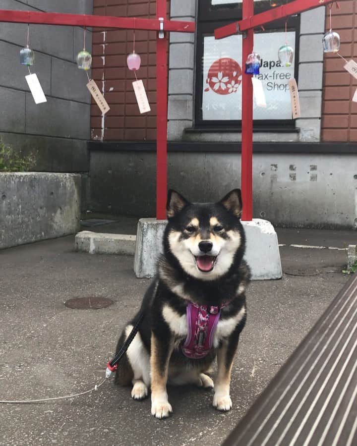 のインスタグラム：「・ また暑くなったわん🐶💦 ・ #風鈴 だわん🎐🎐🎐🎐🎐🐶💕 ・ ・ #風鈴って日本だけ🐶❓ #夜も鳴ってるとうるさいワンね #迷惑かけないようにね🎐 ・ 北海道の柴犬 #柴北会 の皆ワン🐶💕くん活頑張ろう🐶👍🏻💕 ・ #adorable #instadog#shibainu#dog#instagramjapan#instashiba#kuroshiba #kuroshiba#socute #cutedog#いぬのきもち #黒柴 #dogstagram #otaru」