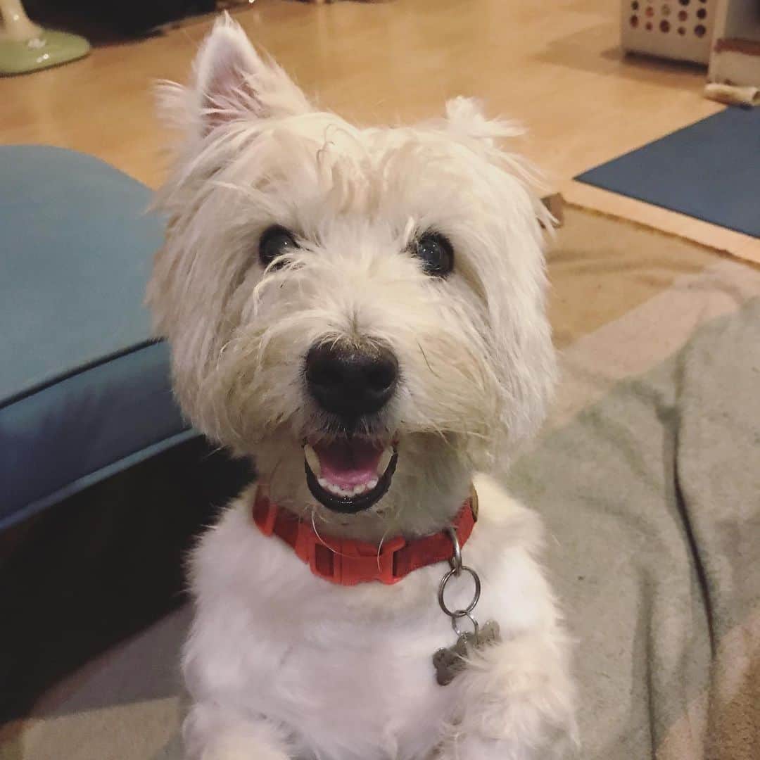 Hoykong&Plamuekのインスタグラム：「I need some treats 😁  ขอหนมกินหน่อยค้าบบบบบ  #plamuek_westies」