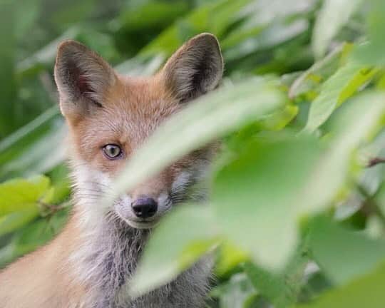 Hikaruのインスタグラム：「You could also meet you today. . . .  #instagram #instagramjapan #igersjp #東京カメラ部 #tokyocameraclub #natgeo #sony #bealpha #SonyAlpha #SonyImager #pashadelic #naturephotography #naturegeography #fox #キタキツネに会いたい #キタキツネ #photogrena_nature #photo_shorttrip #japan #hokkaido #写真好きな人と繋がりたい #北海道 #A7RM3 #Japan_ilc #SonyAlphaAnimalPortrait」