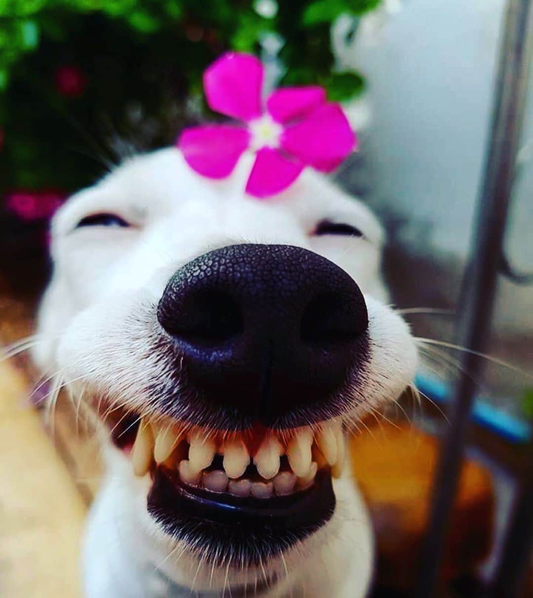 Giovanna Antonelliのインスタグラム：「Bom diaaaaa🌺」