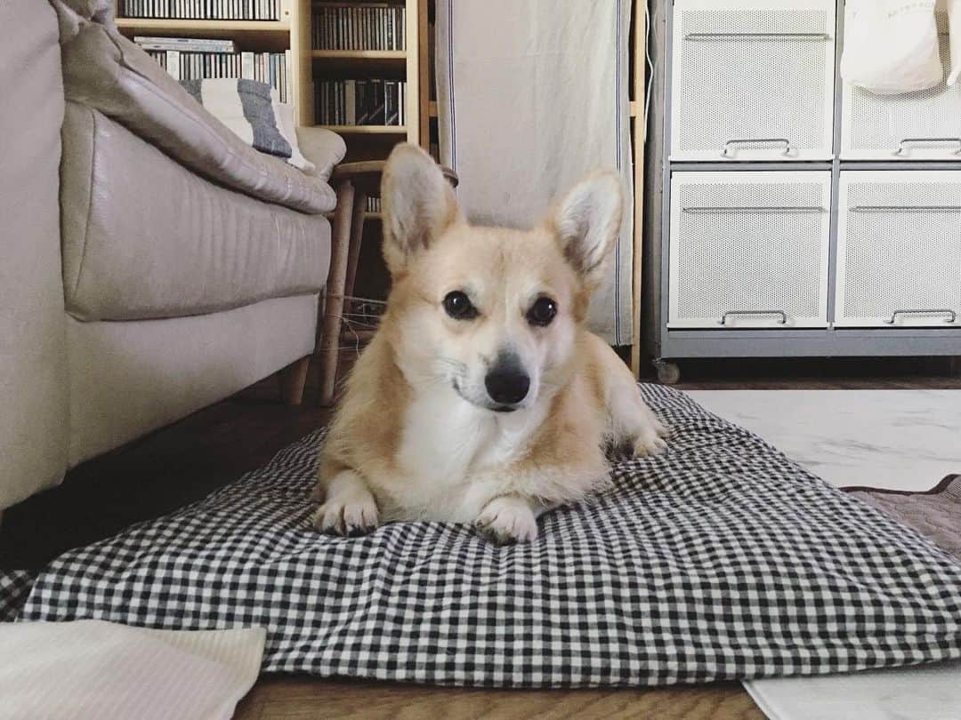 maggydaisyのインスタグラム：「_  ダイエットちゅう  いつのまにかコロコロになってしまった𓄼𓄼𓄼𓄼𓄼  #maggydaisymore20190806 #corgi #コーギー  #犬のいる暮らし」
