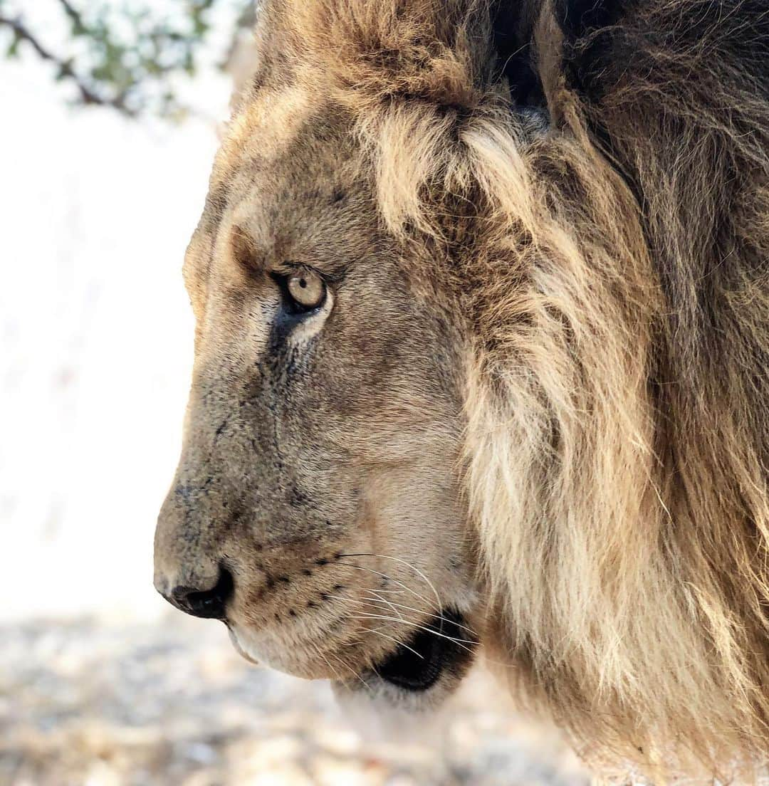 Kevin Richardson LionWhisperer さんのインスタグラム写真 - (Kevin Richardson LionWhisperer Instagram)「Head low, ears back, face taut and the eyes looking up and focussed can only mean one thing; this lion means business! #madcat #madlion #angrylion #focussed #lion #dontmesswithmelook」8月6日 22時34分 - lionwhisperersa