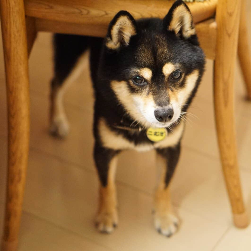 黒豆柴こむぎのインスタグラム