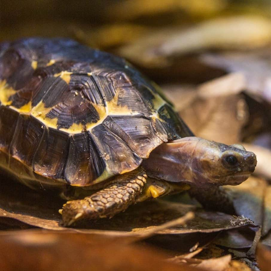 スミソニアン国立動物園さんのインスタグラム写真 - (スミソニアン国立動物園Instagram)「🌞🐢 In the heat of the day, make like a hinge-back tortoise…and leaf! 🍂They burrow under leaf litter on the forest floor to stay cool. 👋At the Reptile Discovery Center, keepers provide them with plants, logs, magnolia leaves and other natural enrichment so that they have the option of exhibiting that behavior. 🧠 KEEPER Q&A: s.si.edu/2OHZmKe. (Link in bio.)」8月6日 22時51分 - smithsonianzoo