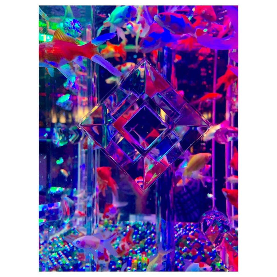小林由佳さんのインスタグラム写真 - (小林由佳Instagram)「🐠O DE KA KE🐠 in日本橋 ・ ・ 行こう行こういっててて ずーっと行けてなかったアートアクアリウム やっと行けた♡🐠🐡🐟 ・ すごく綺麗で ちょっと臭かったす⌄̈⃝ ・ ・ #ODEKAKE #アートアクアリウム  #artaquarium #nihonbashi #ハイライトは #またしてもフザけているTX #離れてマッシュルーム🍄」8月6日 22時58分 - yuca_tan