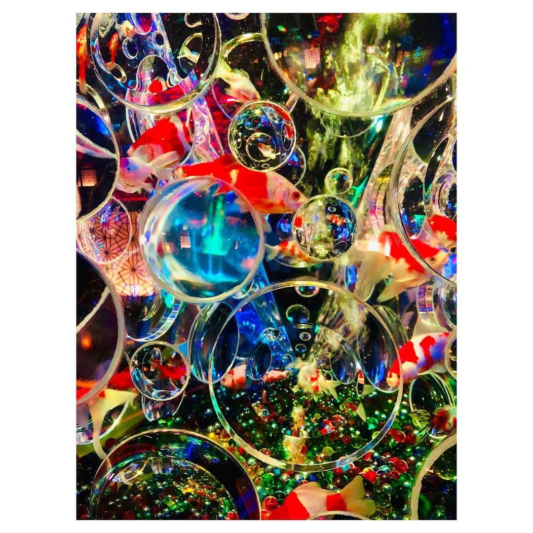 小林由佳さんのインスタグラム写真 - (小林由佳Instagram)「🐠O DE KA KE🐠 in日本橋 ・ ・ 行こう行こういっててて ずーっと行けてなかったアートアクアリウム やっと行けた♡🐠🐡🐟 ・ すごく綺麗で ちょっと臭かったす⌄̈⃝ ・ ・ #ODEKAKE #アートアクアリウム  #artaquarium #nihonbashi #ハイライトは #またしてもフザけているTX #離れてマッシュルーム🍄」8月6日 22時58分 - yuca_tan