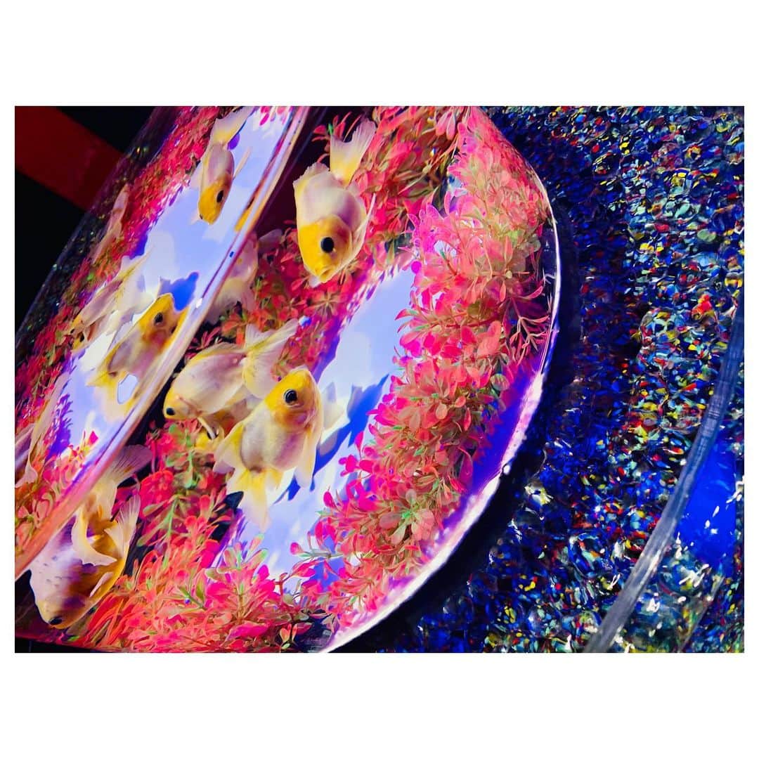 小林由佳さんのインスタグラム写真 - (小林由佳Instagram)「🐠O DE KA KE🐠 in日本橋 ・ ・ 行こう行こういっててて ずーっと行けてなかったアートアクアリウム やっと行けた♡🐠🐡🐟 ・ すごく綺麗で ちょっと臭かったす⌄̈⃝ ・ ・ #ODEKAKE #アートアクアリウム  #artaquarium #nihonbashi #ハイライトは #またしてもフザけているTX #離れてマッシュルーム🍄」8月6日 22時58分 - yuca_tan