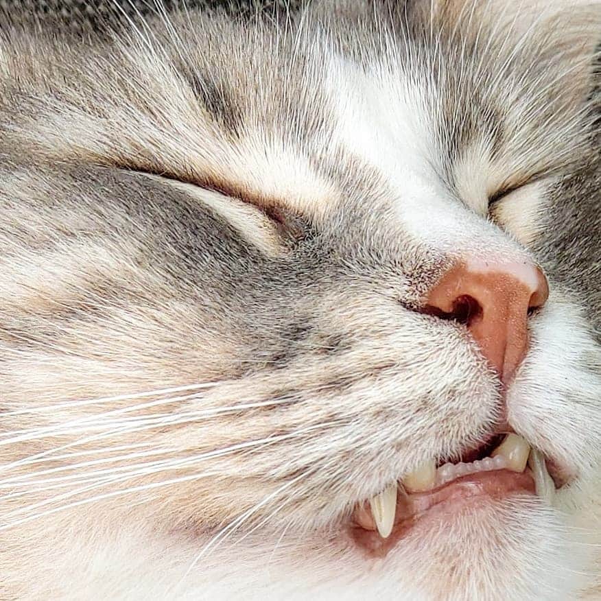 Nila & Miloさんのインスタグラム写真 - (Nila & MiloInstagram)「Crashing hard with his mouth open. Makes sense that he snores. 😹❤️ #vampire #closeup #catteeth #snoring」8月6日 23時00分 - nilamilo