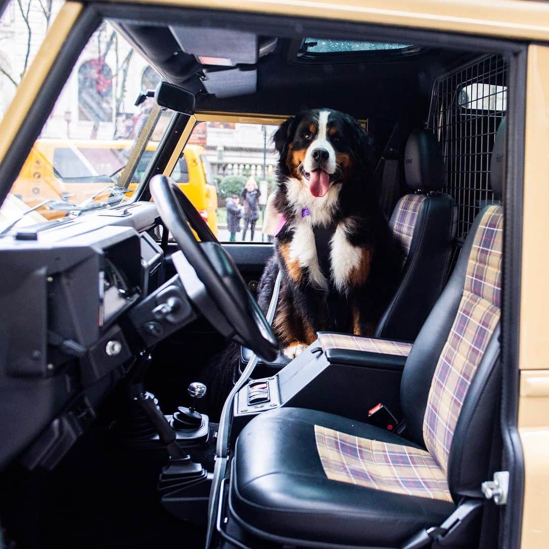 The Dogistさんのインスタグラム写真 - (The DogistInstagram)「Join us with your dog at the Orvis New York store in celebrating the winner of the Defender this Thursday, August 8th from 3-7pm @orvis  #adoptarover #ad」8月7日 9時52分 - thedogist