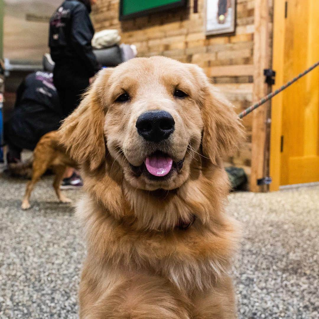 The Dogistさんのインスタグラム写真 - (The DogistInstagram)「Join us with your dog at the Orvis New York store in celebrating the winner of the Defender this Thursday, August 8th from 3-7pm @orvis  #adoptarover #ad」8月7日 9時52分 - thedogist