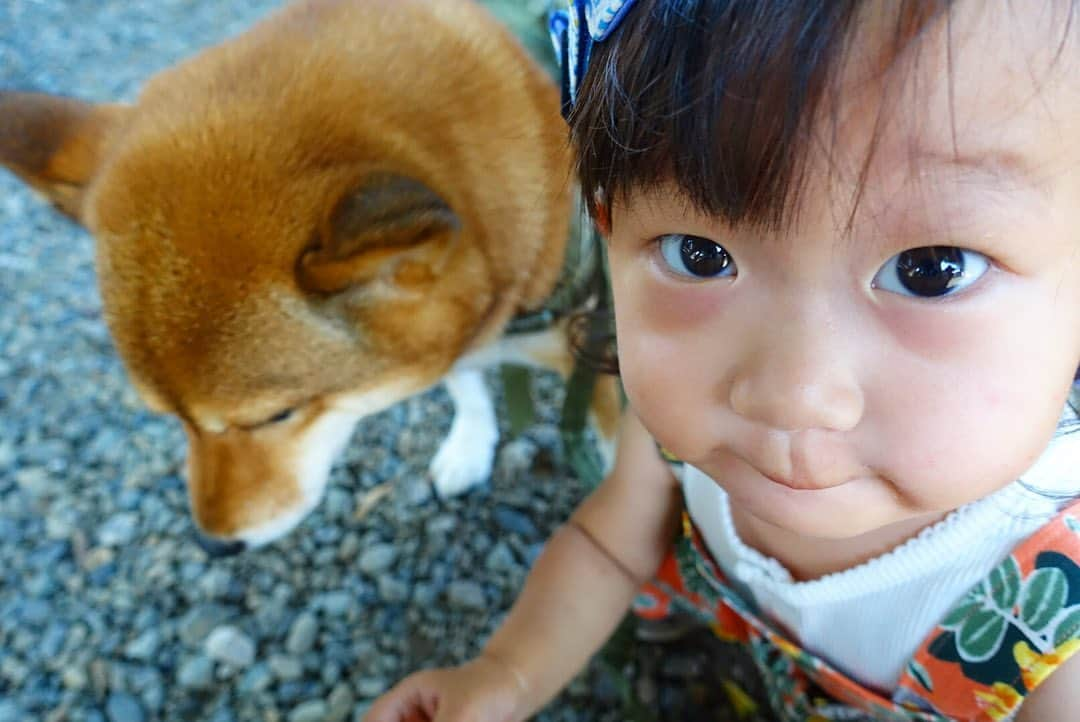 尾形貴弘さんのインスタグラム写真 - (尾形貴弘Instagram)「おはようございます！！！ 2日ぶりに娘たちに会えて嬉しいなーーー！！ 朝散歩から元気な娘たち！ もう暑くなってきちゃうから帰ろって言ったら 嫌だ嫌だのさくちゃん。 もう一回！もう一回遊ぶ！！ってグズグズ。 最後は思い切り踏ん張ってて、ウンチしちゃったからダッシュで帰ってきました！  #柴犬大好き #柴犬マニア  #愛犬  #赤柴 #しばけん  #しばちゃん  #しばいぬ大好き  #shibainu  #shiba_snap  #犬ばか部  #いぬばか部 #ミク #三九 #39 #パンサー尾形 #赤ちゃん #赤ちゃんのいる暮らし #赤ちゃんと犬 #1歳5ヵ月 #サンキュー #ママリ #ベビフル」8月7日 8時48分 - miku3_miku_9