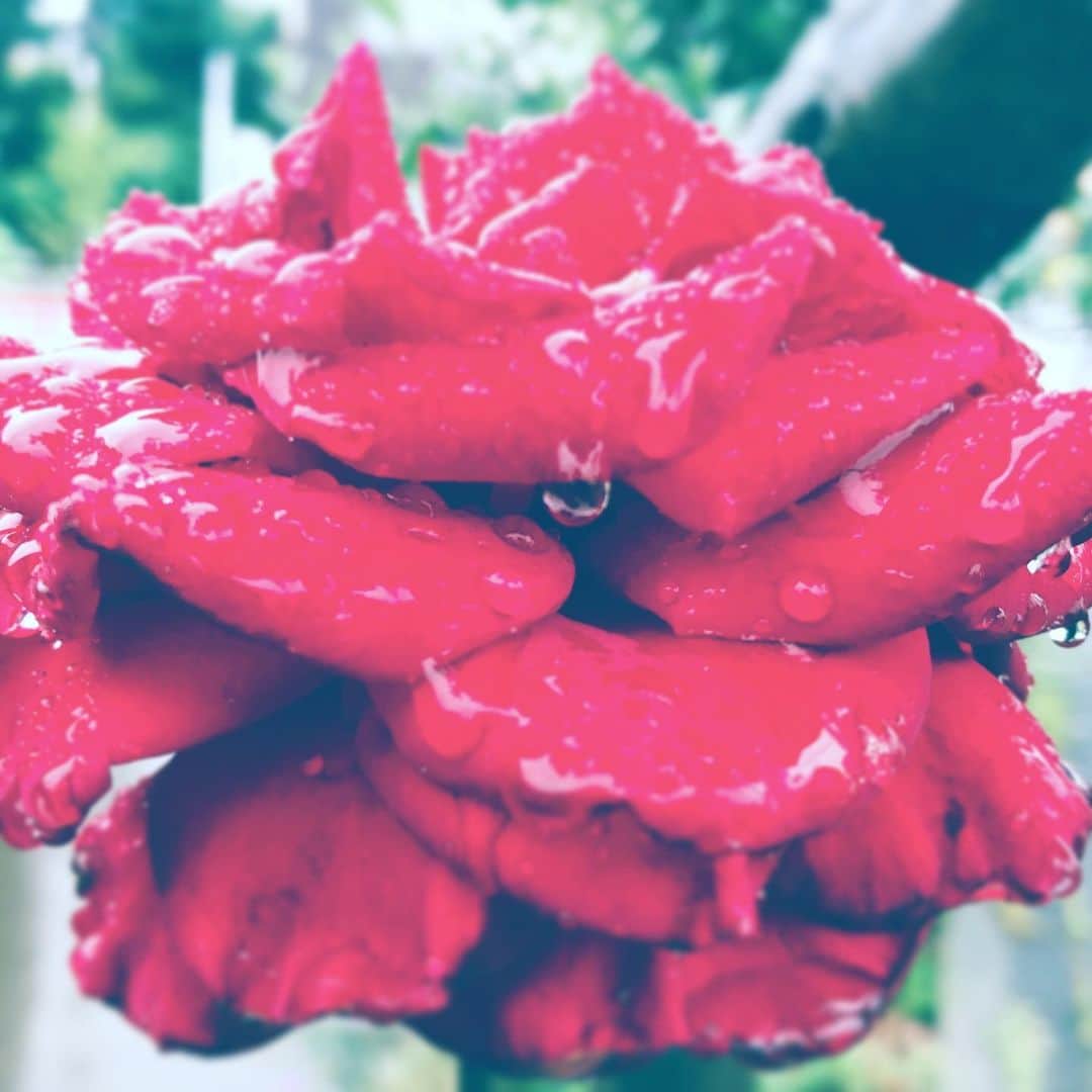 中野敬久さんのインスタグラム写真 - (中野敬久Instagram)「#flower #flowersoflife #red #wet #summer」8月7日 8時57分 - hirohisanakano