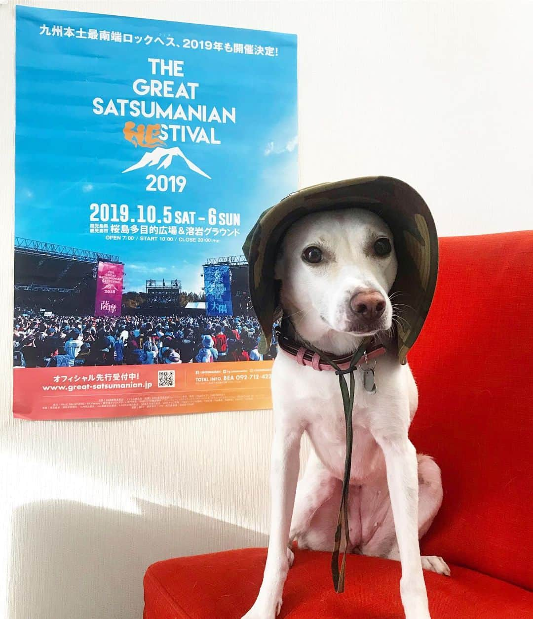 柴犬ハル&保護犬すずさんのインスタグラム写真 - (柴犬ハル&保護犬すずInstagram)「🎵⛰ . 「おかーしゃーんー！ ハルすずもヘスのステージで 歌っちゃおうかな❤️」 . #芋の歌パンクバージョン #皆さんお気付きの通りフェスではなくヘス #鹿児島弁で火山灰のことをへと呼びます #グレートサツマニアンヘスティバル #暑いフェスには帽子が活躍するよ👒 #ハル顔が大きいから帽子入らなかったよ笑笑 . 昨夜、鹿児島で活躍されている方の集まりに恐縮ながら御誘い頂き、これからどんどんこのヘスを盛り上げていくためのミーティングに参加してきました🎵 . 短時間でしたが、鹿児島らしい濃く熱い時間でした🌋 是非たくさんの人に鹿児島に遊びにきてほしいな🍠 三枚目の写真の出演者みてほしい！豪華だよ〜〜！ . #柴犬#柴#kagoshima#鹿児島#赤柴#雑種#天文館#日本犬#保護犬を家族に#フェス#festival#ライブ#フジロック#サマソニ#桜島#火山#volcano」8月7日 8時56分 - haruharu040777