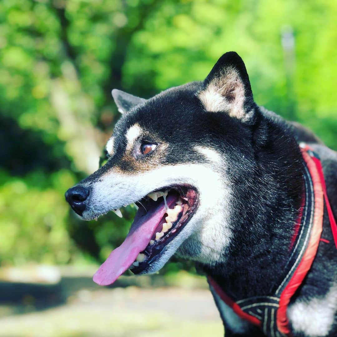 小川博永さんのインスタグラム写真 - (小川博永Instagram)「あっつい。。 #今朝まる #ししまる #dog #dogs #柴犬 #黒柴」8月7日 9時00分 - ogawahironaga