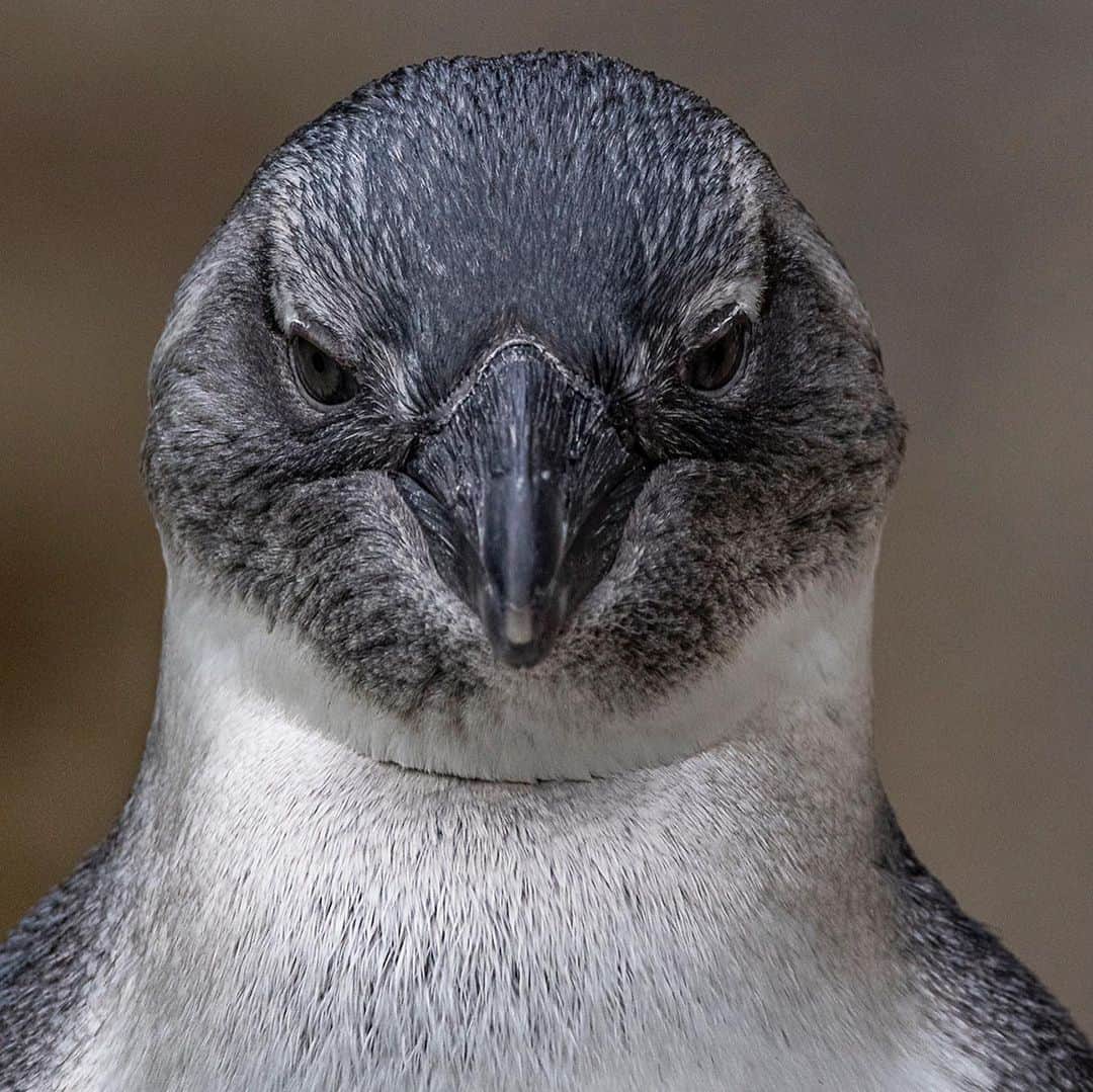 San Diego Zooさんのインスタグラム写真 - (San Diego ZooInstagram)「Get ready to flip over this next penguin progress report. 🐧 Doug is 𝗢𝗨𝗧𝗦𝗧𝗔𝗡𝗗𝗜𝗡𝗚. Doug has done exactly what keepers were hoping he would do. He's gained self confidence and doesn't let the other teenagers bully him. Doug voluntarily appears at the VIP area almost every day and introduces his handsome self to tour groups. 🐧 Molly 𝗡𝗘𝗘𝗗𝗦 𝗜𝗠𝗣𝗥𝗢𝗩𝗘𝗠𝗘𝗡𝗧. She's become VERY rude at feedings. Instead of taking her own fish from keepers, Molly prefers to chase other birds and steal their meal from their beaks. If she keeps this up the flock might revoke her dinner invitation! Molly definitely needs improve her table manners.  #penguinprogressreport #pengwinning #penguinbeach #sandiegozoo」8月7日 9時29分 - sandiegozoo