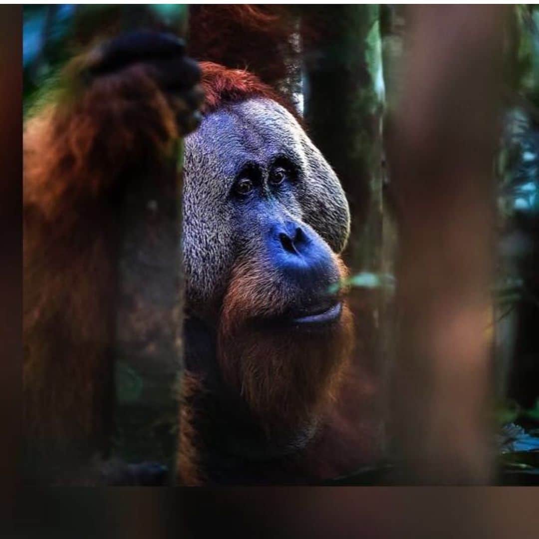 ブリアナ・エヴィガンのインスタグラム：「Photo by @paulhiltonphoto look at this soul through its eyes. You can see it all. 🧡」