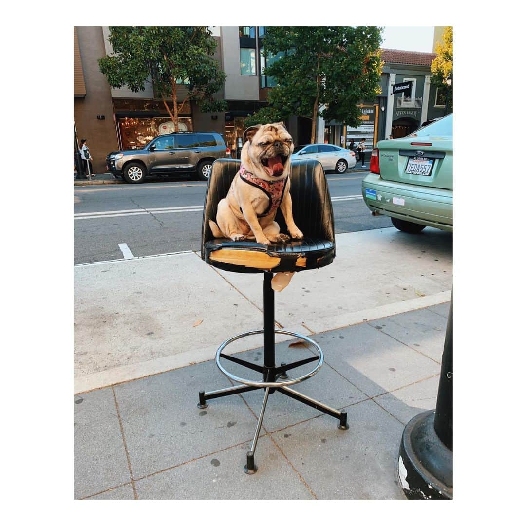 のインスタグラム：「*infinite scream* ☮️ End white supremacy ☮️ #DailyPug #LeicaHarrietPancakes . . . . . #DiscardedChairsOfTheMission」