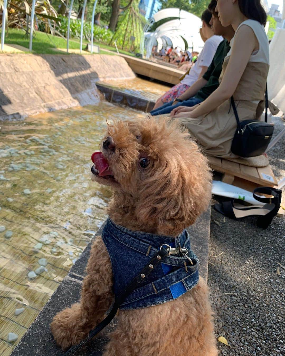 のインスタグラム：「ロルSmile💕  ロルが笑ってるように見える🐶  #dogsmile #dogstagram #ashimizu #犬スマイル #いぬすたぐらむ #toypoodle #ロルスタグラム #六本木ミッドタウン」