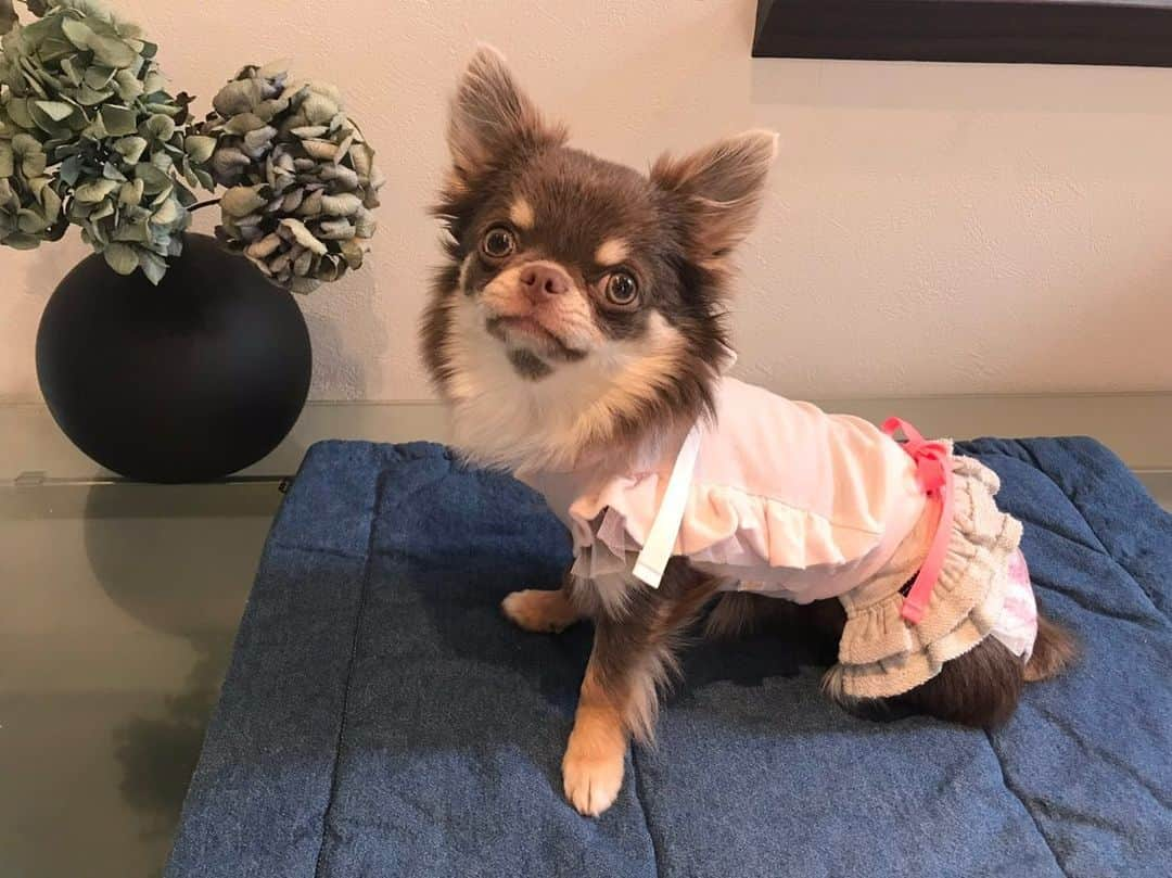 佐々木洋平さんのインスタグラム写真 - (佐々木洋平Instagram)「リオンたん9ヶ月㊗️ #chihuahualife #chihuahuagram #chihuahualover #ilovemydog #dogstagram #イザベラタンチワワ #チワワ #ちわわ」8月7日 1時47分 - panicrew_yohey