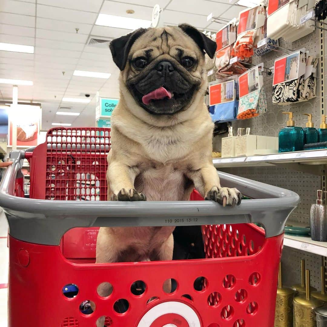 itsdougthepugさんのインスタグラム写真 - (itsdougthepugInstagram)「“Happy place” -Doug」8月7日 1時51分 - itsdougthepug