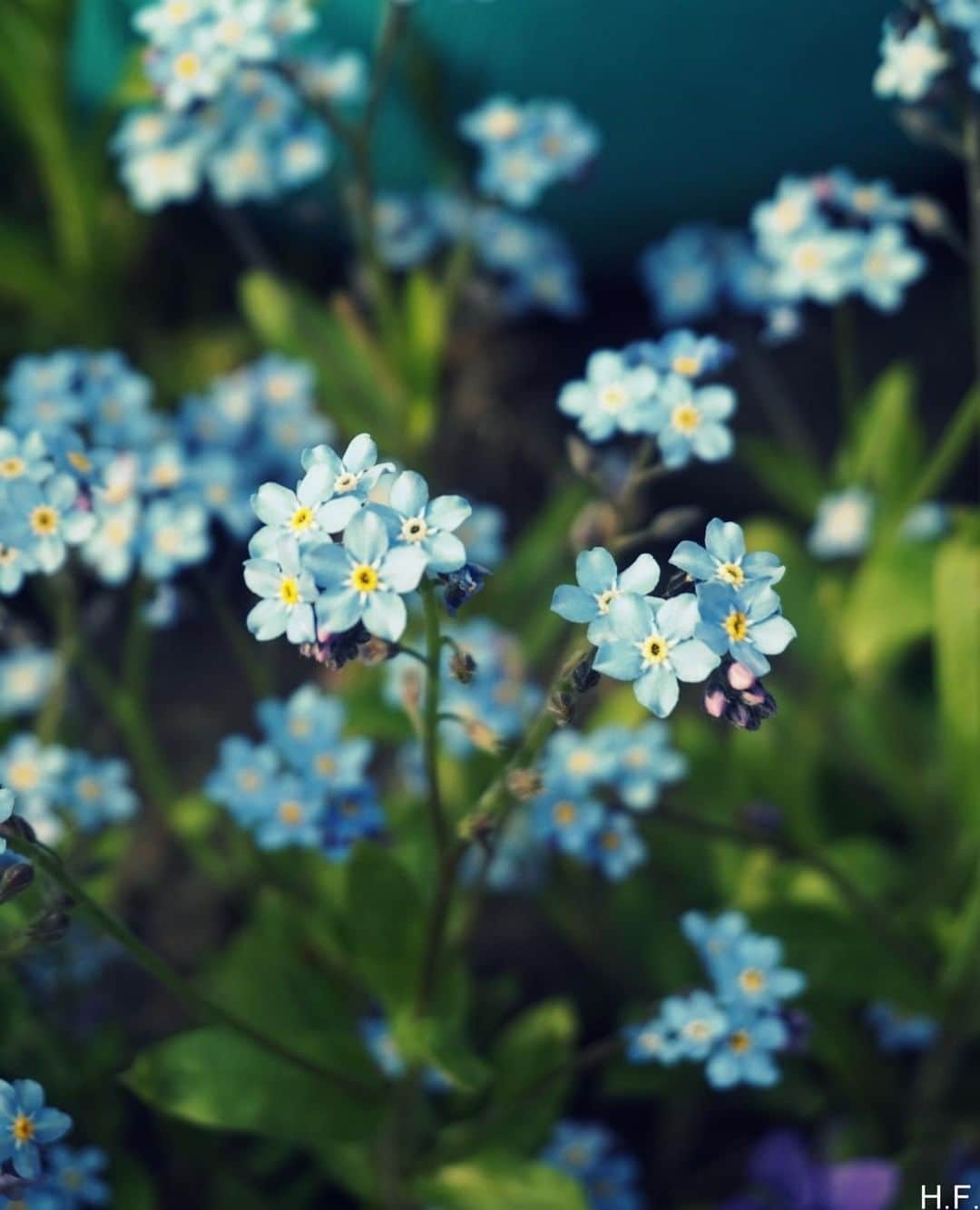 Tumblrさんのインスタグラム写真 - (TumblrInstagram)「💐 — thethingsiveseen-photography.tumblr.com⁠ #tumblrstaffpicks: Harriet Fielding (@thethingsiveseen___photography)⁠ #flowerstagram #botanical #naturephotography #naturegram」8月7日 2時15分 - tumblr