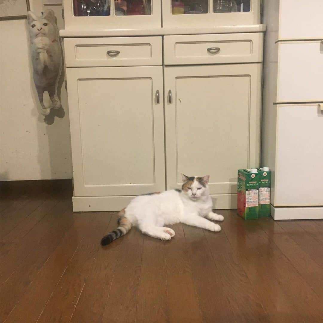 Kachimo Yoshimatsuさんのインスタグラム写真 - (Kachimo YoshimatsuInstagram)「居間でくつろいでる。 嬉しいなあ。 #uchinonekora #mikeko #neko #cat #catstagram #kachimo #猫 #ねこ #うちの猫ら http://kachimo.exblog.jp」8月7日 2時12分 - kachimo