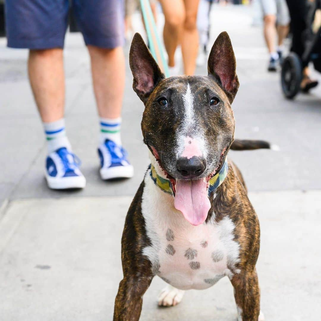 The Dogistさんのインスタグラム写真 - (The DogistInstagram)「Seamus, Bull Terrier (8 y/o), 23rd & 5th Ave., New York, NY • “He’s obsessed with tennis balls. Truly, it’s all about the ball – over treats, over food. He chews through two to three balls a day. Squeaky ball in the morning, then two regular ones in the afternoon.”」8月7日 2時20分 - thedogist