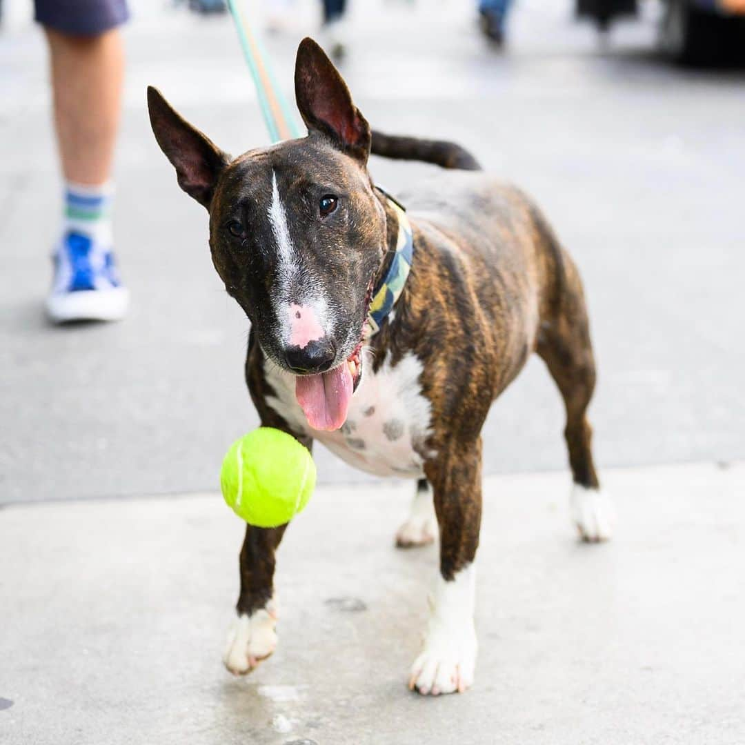 The Dogistさんのインスタグラム写真 - (The DogistInstagram)「Seamus, Bull Terrier (8 y/o), 23rd & 5th Ave., New York, NY • “He’s obsessed with tennis balls. Truly, it’s all about the ball – over treats, over food. He chews through two to three balls a day. Squeaky ball in the morning, then two regular ones in the afternoon.”」8月7日 2時20分 - thedogist