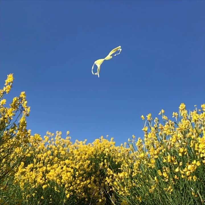 レジャビーのインスタグラム：「The lingerie flies away for our new collection! —— La lingerie s'envole vers notre nouvelle collection ! #maisonlejaby #savoirfaire #savoirfairefrancais #lingerie #lingeriefrançaise #soutiengorges #envole #misslejaby」