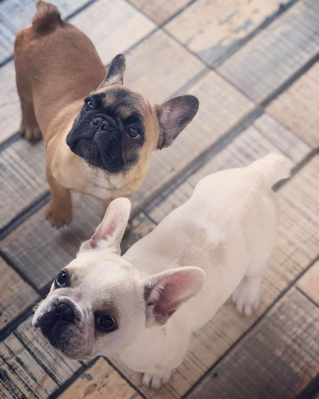 Regeneratti&Oliveira Kennelさんのインスタグラム写真 - (Regeneratti&Oliveira KennelInstagram)「Beautiful couple 😍 #frenchie #frenchbulldog #bulldog #Tito #Anitta #bulldogfrances #cute #puppylove #mansbestfriend #puppyeyes #puppy」8月7日 2時40分 - jmarcoz