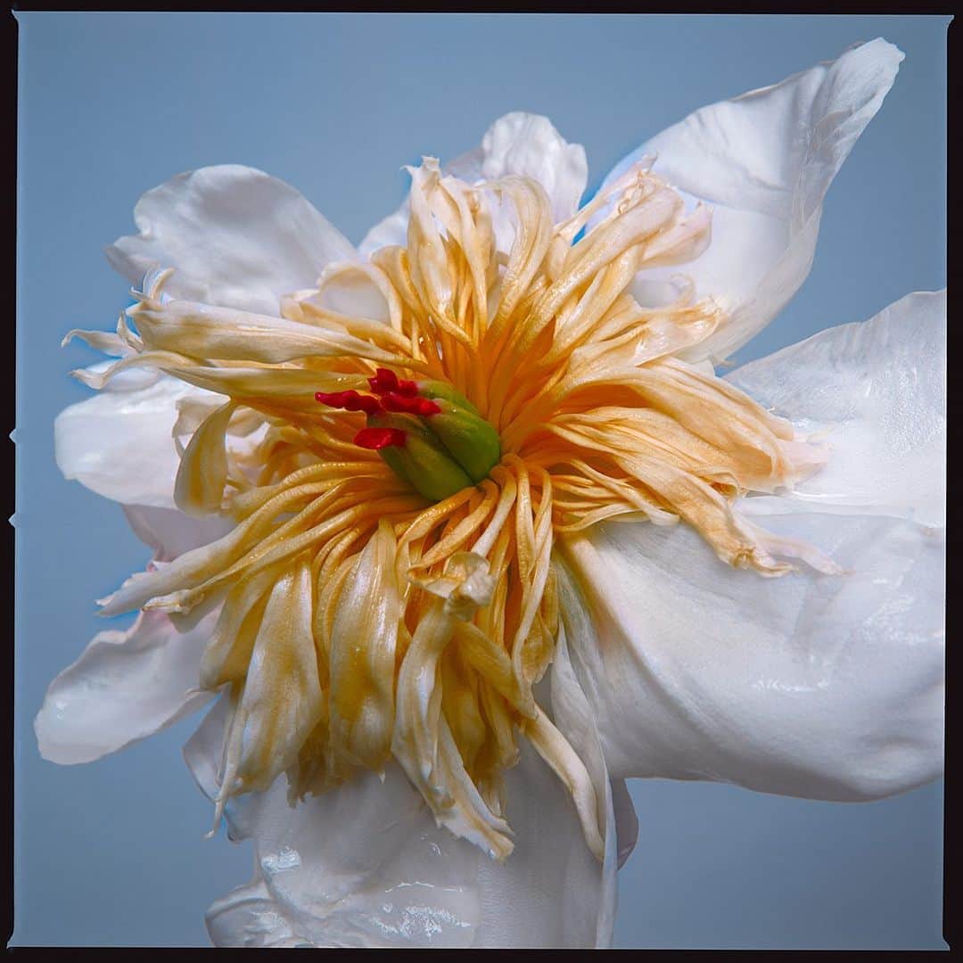 のインスタグラム：「Beauty is subjective, what some people find beautiful others over look I had never really stopped and looked at flowers as something to photograph, but has I was trying a  new light I wanted to experience something new and that new light gave me a new look which allowed me to create this and a series of flowers in a way I had never seen them look before. Would you ever hang a flower up in your house? Can anyone tell me what kind of flower this is?」