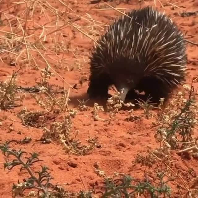 Australiaのインスタグラム