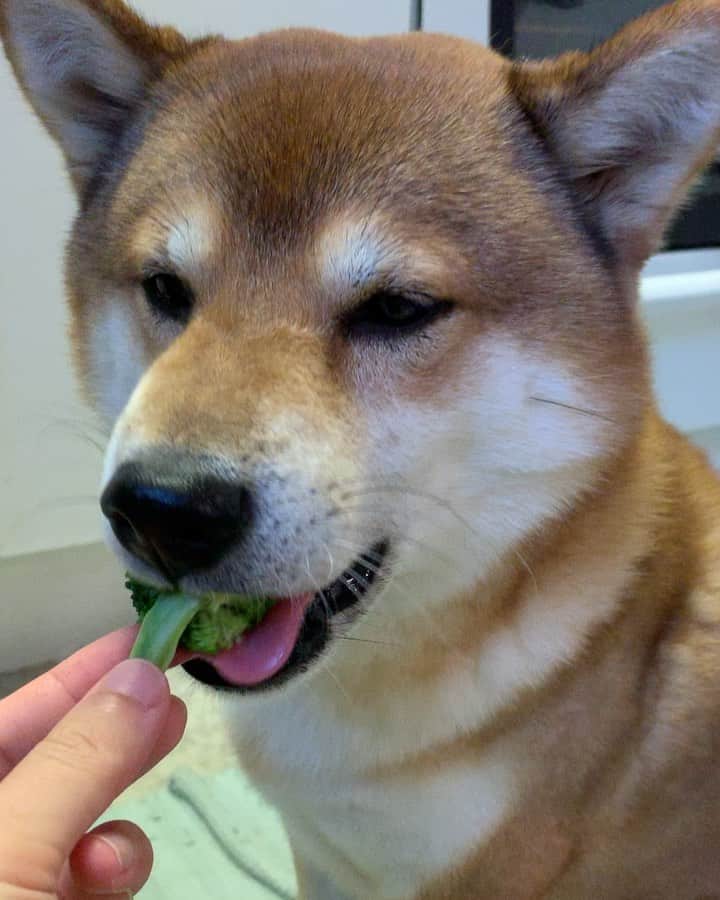 ?Fricko the Shiba Inu?のインスタグラム：「They actually like broccoli 🥦🐾 🐾 🐾 #FrickoandKeaton #🐶 #☀️ #shiba #shibainu #dog #柴犬 #赤柴 #黒柴  #adorable #shibalovers #shibaholics  #dogoftheday  #weeklyfluff #aww #dogstagram  #dogscorner #puppiesofinstagram #shibapuppy #norway」