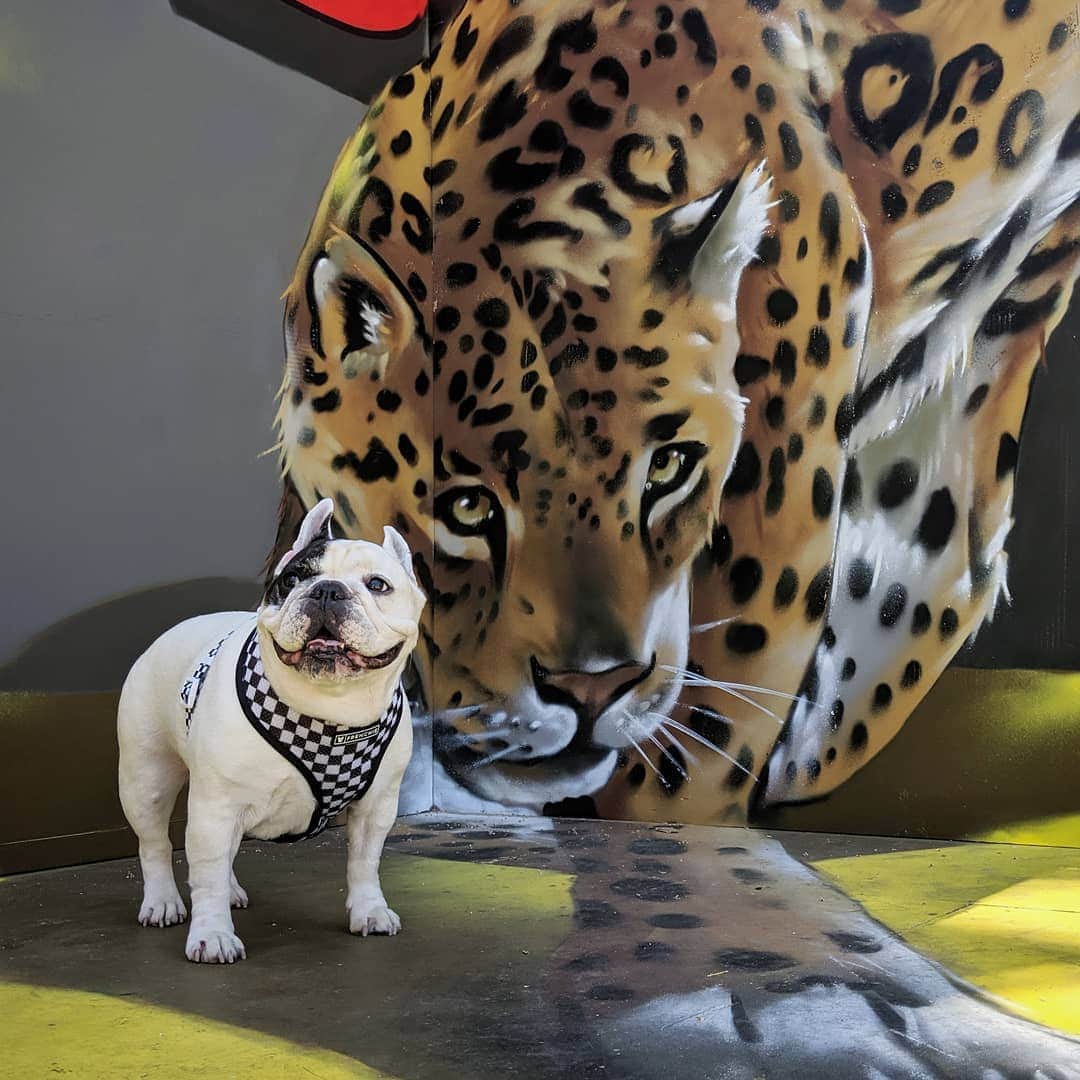 Manny The Frenchieのインスタグラム：「Ok hurry and take the picture! I'm still not 💯% sure this isn't real!! 😲」
