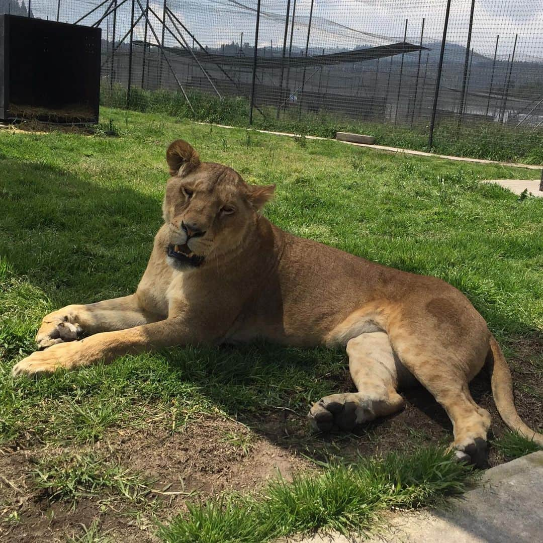 Black Jaguar-White Tiger さんのインスタグラム写真 - (Black Jaguar-White Tiger Instagram)「Cheyennita all cute :) #BabyCheyenneBJWT #LovesPrideBJWT #SaveLions」8月7日 5時00分 - blackjaguarwhitetiger