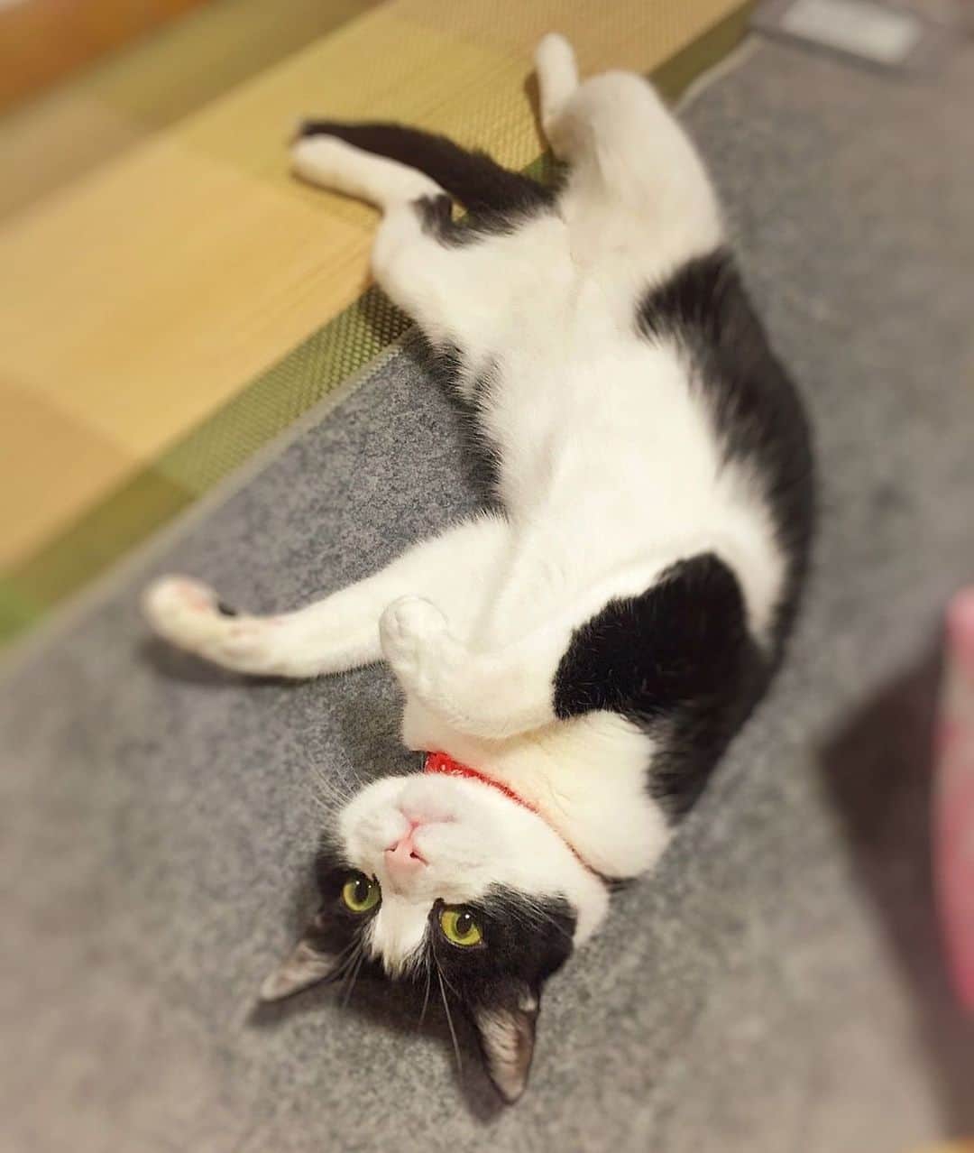 のインスタグラム：「ちよまるっ #neko_magazine #ねこ #猫 #ネコ #catstagram #cat #ねこマガジン #NEKONOBA」