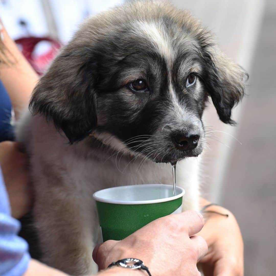 ニューヨーク・メッツさんのインスタグラム写真 - (ニューヨーク・メッツInstagram)「@jeffmcneil805 has adopted an adorable puppy and she’s on Instagram (@willowmcneil805). You’re welcome for bringing these photos into your life. #GetYourRescueOn @animalleague」8月7日 5時34分 - mets