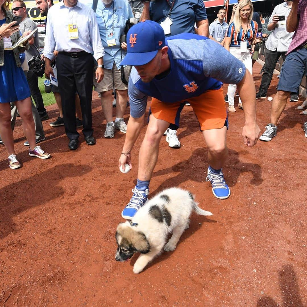 ニューヨーク・メッツさんのインスタグラム写真 - (ニューヨーク・メッツInstagram)「@jeffmcneil805 has adopted an adorable puppy and she’s on Instagram (@willowmcneil805). You’re welcome for bringing these photos into your life. #GetYourRescueOn @animalleague」8月7日 5時34分 - mets