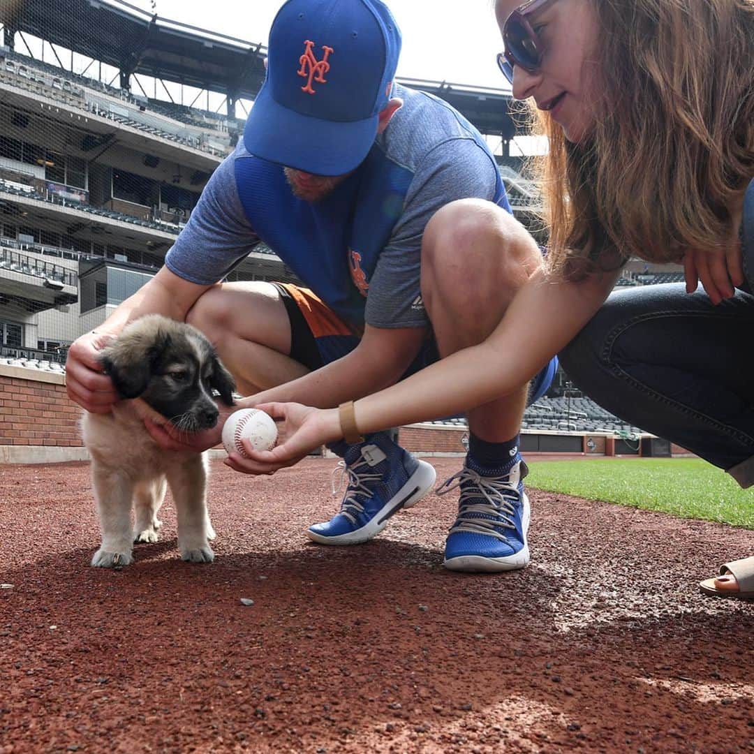 ニューヨーク・メッツさんのインスタグラム写真 - (ニューヨーク・メッツInstagram)「@jeffmcneil805 has adopted an adorable puppy and she’s on Instagram (@willowmcneil805). You’re welcome for bringing these photos into your life. #GetYourRescueOn @animalleague」8月7日 5時34分 - mets