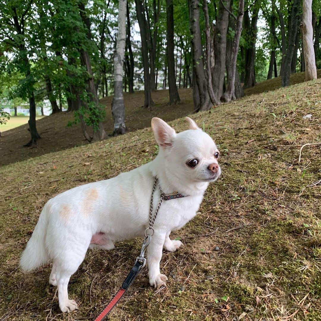 KORIKIのインスタグラム：「おはようございます♪ * #朝ん歩 #dogofsapporo #dog, #dogs, #dogstagram,#chihuahua,#犬バカ部,#チワワ,#koriki, #hanadog #白スムチ連合会, #スムチー,  #dogofthedayjp, #dogoftheday  #ilovemydog #instadog #instapet #WhiteChihuahua  #吉娃娃 #치와와  #dogsofinstagram #Chihuahualover  #チワワの輪 #barkbox #WhiteChihuahuaParty #もふもふモフモフ」