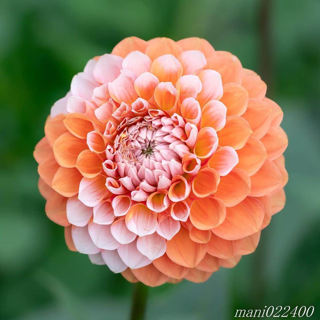 mani022400さんのインスタグラム写真 - (mani022400Instagram)「. 7 Aug. 2019 . Good morning🌸🌺🌹✨ . . . . . 🌺🌺🌺🌷🌷🌷🌹🌹🌹🌸🌸🌸 ご訪問ありがとうございます🙇 . お花以外の写真は サブアカウントにポストしています。 良かったら、覗いてください🙇🙇 ⬇️⬇️⬇️ @mani0224000 . 🌺🌺🌺🌷🌷🌷🌹🌹🌹🌸🌸🌸 . . . 🔷🔷🔷🔷🔷🔷🔷🔷🔷 #カメラ好きな人と繋がりたい  #flower  #花 #flowers  #写真好きな人と繋がりたい love_bestjapan  serahana #ファインダー越しの私の世界  #花のある暮らし  #bns_lite #eclecticshow #explore_floral . #9vaga9  9Vaga_Rose9  9vaga_3flowers9  #floristsandflowers #ip_blossoms_member #fabulous_shots ig_flowers #ponyfony_flowers #meiko_flora_member meiko_roses  #myheartinshots #la_flowers #rainbow_petals #top_favourite_flowers  #quintaflower #inspiring_shot #phx_flowers #dreaming_in_macro flower_special_legend  nature_special_legend  #ind_flowers #tv_flowers #best_mmf_vipday  #best_beauty_flora_  9vaga_flowersart9 #ptk_flowers #fleur_noblesse_m .」8月7日 6時33分 - mani022400