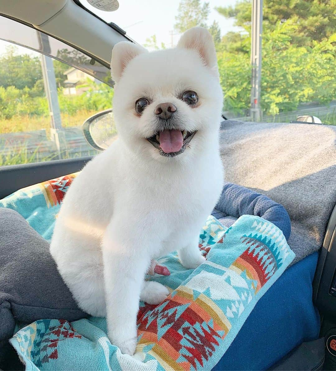 ニコちゃんさんのインスタグラム写真 - (ニコちゃんInstagram)「床屋ちゃんに行ってちたよ〜💈✂️🐶✨ 今回はEXILEのTAMOTSUさんカットとナスに割り箸ぶっ込んだようなお盆カットをリミックスやっほいちてもらったでござるよ〜💈✂️🍆🐶✨ #床屋に行ってきた #EXILEのTAMOTSUさんのようなヘアスタイルにしてください #EXILEのTAMOTSU #ナスに割り箸ぶっ込んだようなヘアスタイルにしてください #白ナスカット #お盆カット #リミックス #がっちゃんこ #お盆スタイル #ポメリズム #ポメラニアン #白ポメ #pomeranian」8月7日 6時42分 - nico_susukita