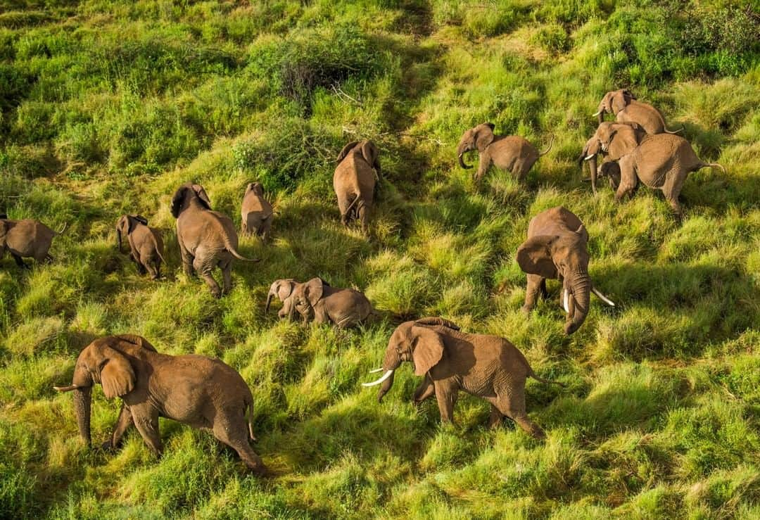 National Geographic Travelさんのインスタグラム写真 - (National Geographic TravelInstagram)「Photo by @amivitale | A wild elephant herd passes through an area called Loijuk, south east of Kenya's Reteti Elephant Sanctuary (@r.e.s.c.u.e), the first ever community-owned and run sanctuary in all of Africa. One of the great benefits @r.e.s.c.u.e offers is that now these elephant calves are raised near where they were rescued and may be able to return to the same herds they were originally separated from. Follow @amivitale to learn how photography can support those at @r.e.s.c.u.e who care for the most vulnerable of the elephants and strengthen the communities surrounding them. @conservationorg @thephotosociety @natgeoimagecollection #protectelephants #elephants #stoppoaching #kenya #worthmorealive」8月7日 7時03分 - natgeotravel