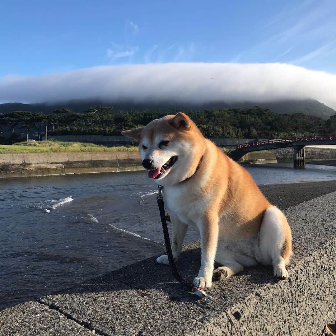 マル子のインスタグラム：「おはよー！ 暑さにバテるマル子さんと三ヶ丘にかかる雲☁️ #マル子 #柴犬  #shiba  #ずいぶん低いけど雲かなぁ」