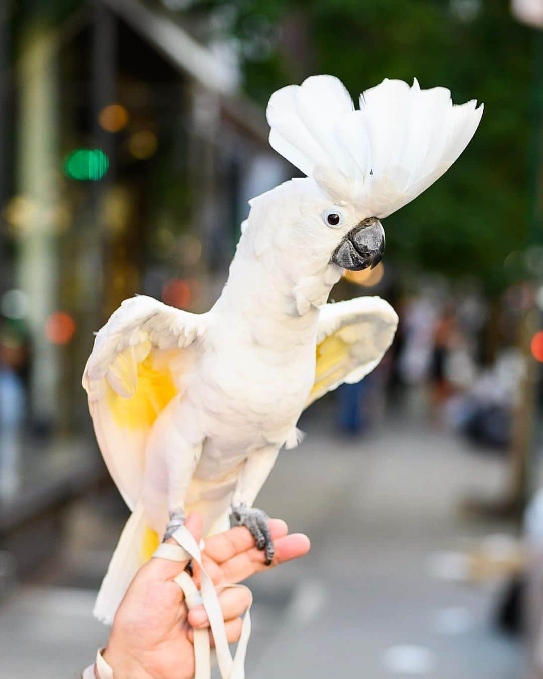 The Dogistさんのインスタグラム写真 - (The DogistInstagram)「Violet, Cockatoo (25 y/o), Prince & West Broadway, New York, NY • “She barks like a dog whenever she sees one. We used to have a Yorkie that she mimicked. They hated each other. Cockatoos are very full of themselves.” @violetthecockatoo (see her highlights for dog barking)」8月7日 7時12分 - thedogist