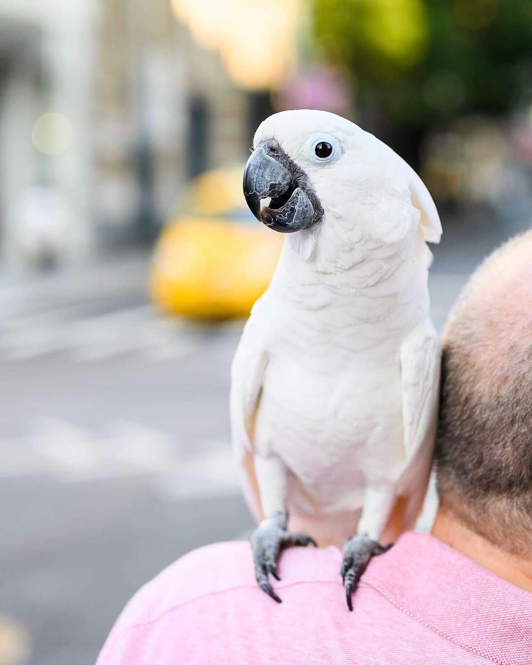 The Dogistさんのインスタグラム写真 - (The DogistInstagram)「Violet, Cockatoo (25 y/o), Prince & West Broadway, New York, NY • “She barks like a dog whenever she sees one. We used to have a Yorkie that she mimicked. They hated each other. Cockatoos are very full of themselves.” @violetthecockatoo (see her highlights for dog barking)」8月7日 7時12分 - thedogist