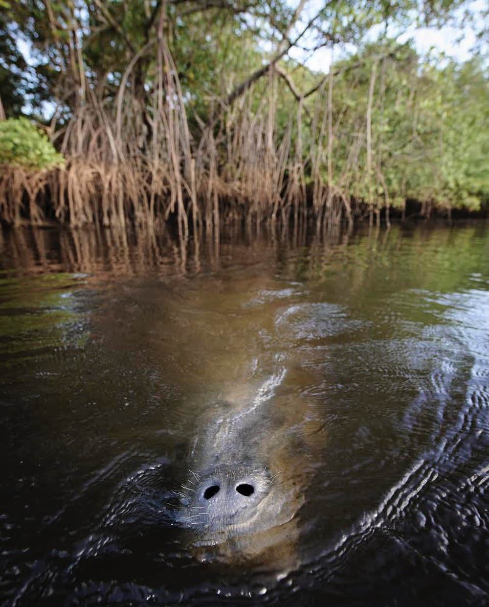 thephotosocietyさんのインスタグラム写真 - (thephotosocietyInstagram)「Photo by @lucianocandisani ( Luciano Candisani ). The West Indian manatee (subspecies of Florida Manatee) seeks the protected waters of estuaries and mangroves in the north and northeast costs of Brazil  for feeding and breeding. The hunt took this species near of extinction, but today the main threat to the small  population remaining in Brazil  is the destruction of the mangroves. This photograph I did in Tatuamunha river in Alagoas. I have been following the history of conservation of this species for fifteen years.  @ilcp_photographers @natgeo@natgeobrasil #lucianocandisani#candisani #peixe-Boi #manatee#brazilianmanatee#naturephotography #photography#wildlife #manatee #brazil #mangroves」8月7日 7時44分 - thephotosociety